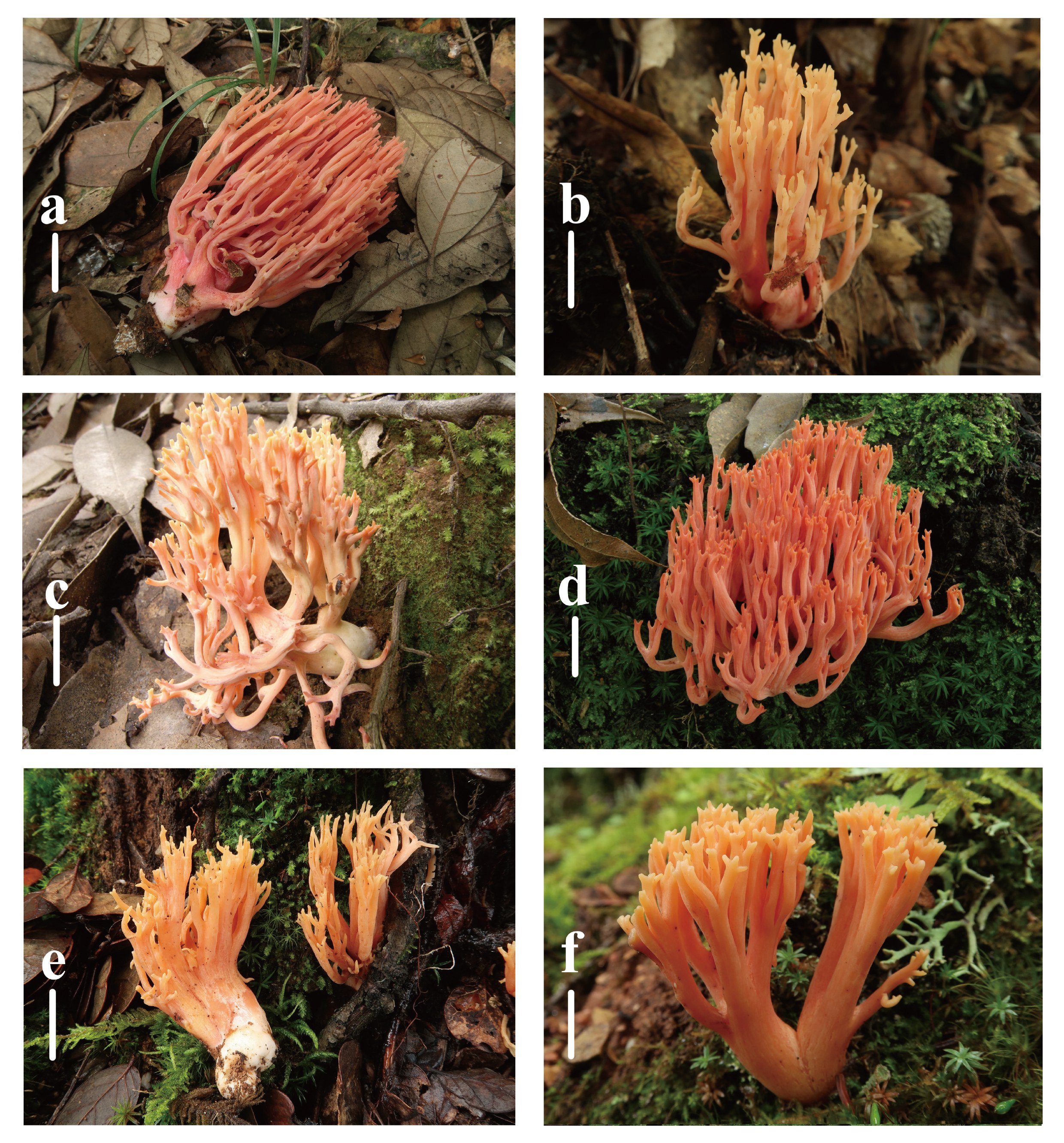 Figure 27